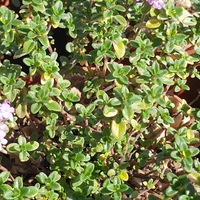 Thymus  'Doone Valley'